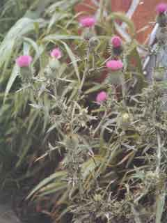 Photo of a Bull Thistle