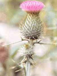 Photo of a Bull Thistle