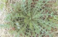 Photo of a Bull Thistle