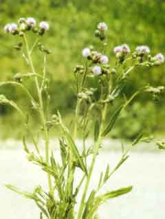 Canada Thistle