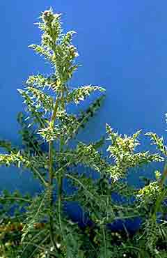 Canada Thistle