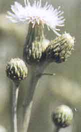 Canada Thistle