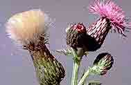 Canada Thistle