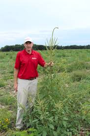 Photo of Palmer Amaranth