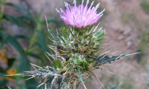 Photo of Italian Thistle