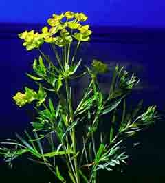 Photo of Leafy Spurge