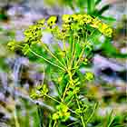 Photo of Leafy Spurge