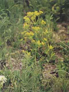 Photo of Leafy Spurge