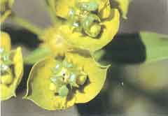 Photo of Leafy Spurge