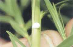 Photo of Leafy Spurge