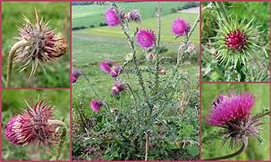 Photo of Musk Thistle