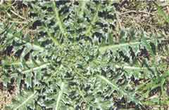 Photo of Musk Thistle