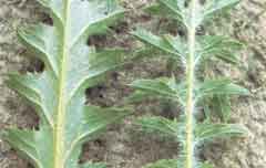 Photo of Musk Thistle