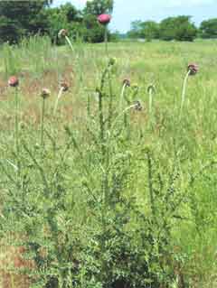 Photo of Musk Thistle