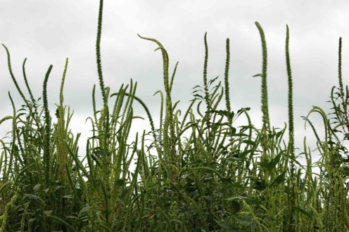 Photo of Palmer Amaranth