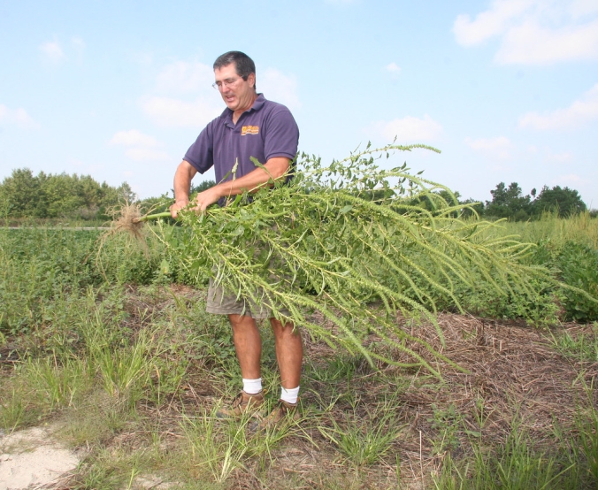 Photo of Palmer Amaranth