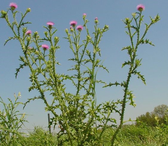 Photo of Plumeless Thistle