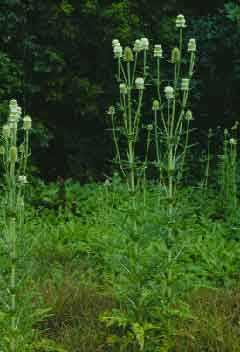 Photo of Teasel 