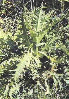 Photo of Teasel