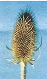 Photo of Teasel