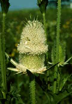 Photo of Teasel