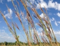 Big Bluestem