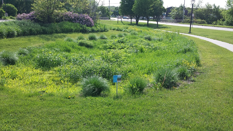 A bio-retention cell (above) helps remove pollutants from stormwater that runs off a nearby parking lot. This stormwater feature is located just south of a parking lot for the Johnson County Administration Building