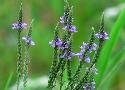 Blue Vervain