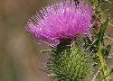 Bull Thistle