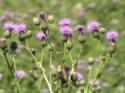 Canada Thistle