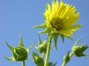 Compass Plant