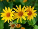 Coreopsis