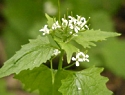  Garlic Mustard