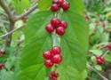Honeysuckle
