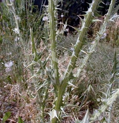 Photo of Italian Thistle