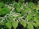 Japanese Knotweed