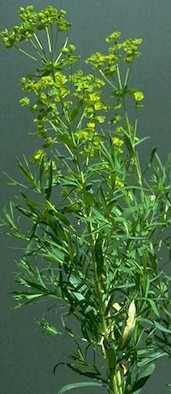 Photo of Leafy Spurge