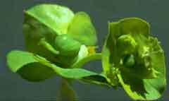 Photo of Leafy Spurge