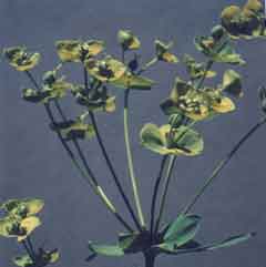 Photo of Leafy Spurge