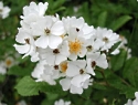 Multiflora Rose