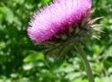 Musk Thistle