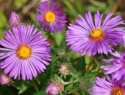 New England Aster