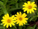 Oxeye Sunflower