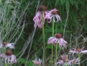 Pale Purple Coneflower