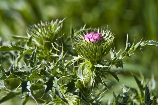 Photo of Plumeless Thistle