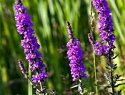  Purple Loosestrife