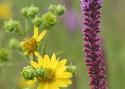 Rosinweed & Blazing Star 