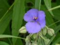 Spiderwort