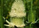 Teasel