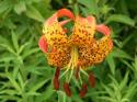 Turks Cap Lilly